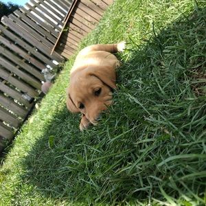 Meet your Posher, Lexi